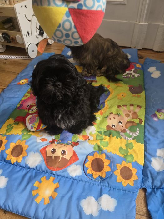 Shih tzu 4 miesieczny