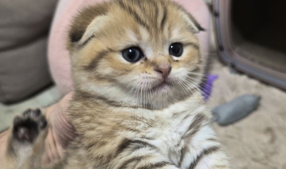 Вислоухие шотландские котята, мальчик и девочка