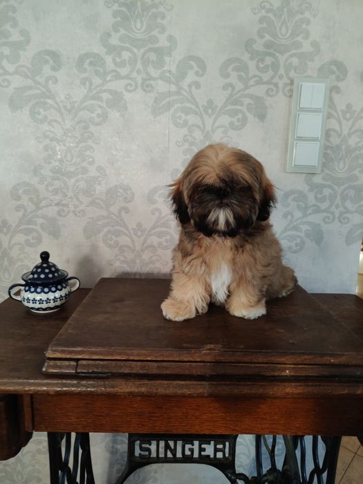 Shih tzu złota suczka z rodowodem