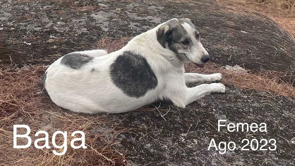 Procuro um novo lar para os meus cães.