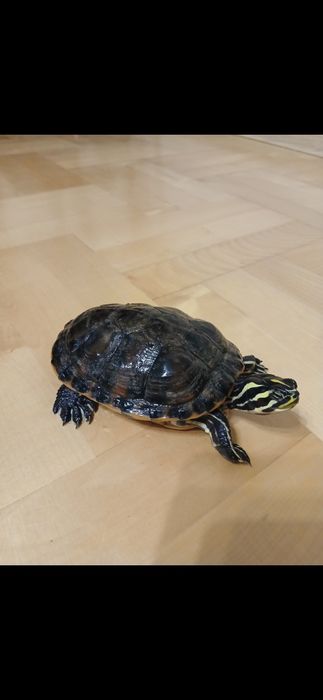 Żółw hieroglify samica parka