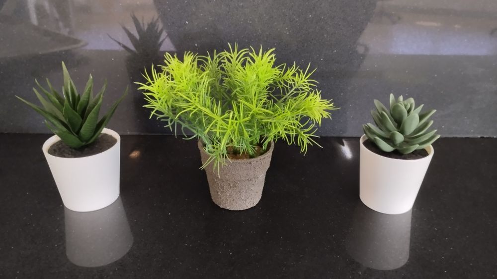 Plantas e vasos vários