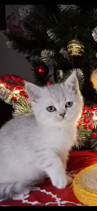 Шотландські кошенятка