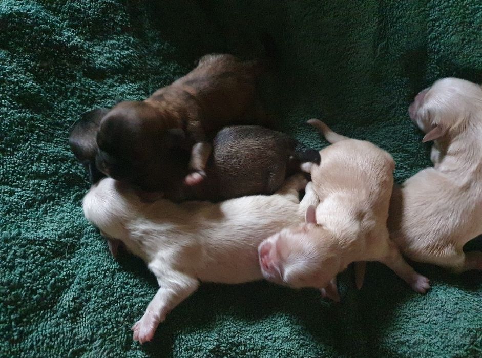 В'язка Королівського пекінеса.