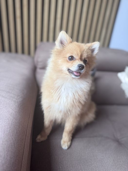 Szpic miniaturowy pomeranian suczka