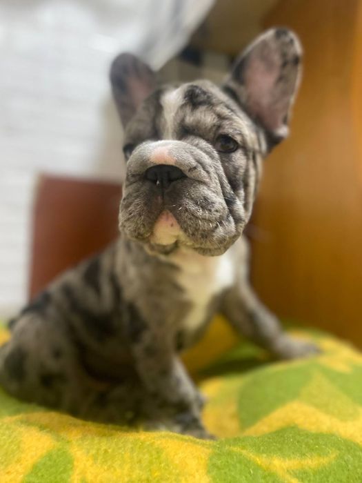 Девочка французский бульдог