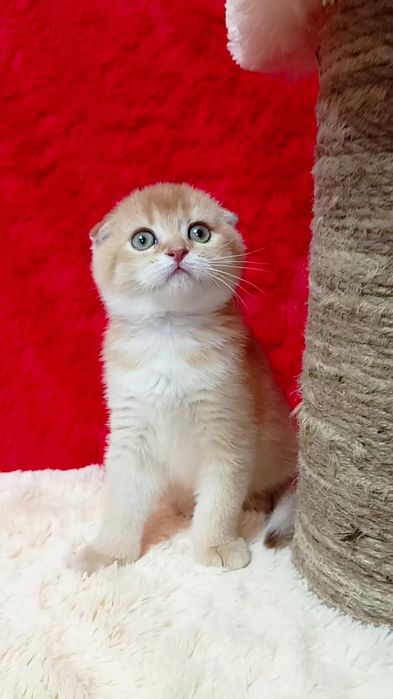 Кругленька дівчинка. Шотландська висловуха золота шиншила