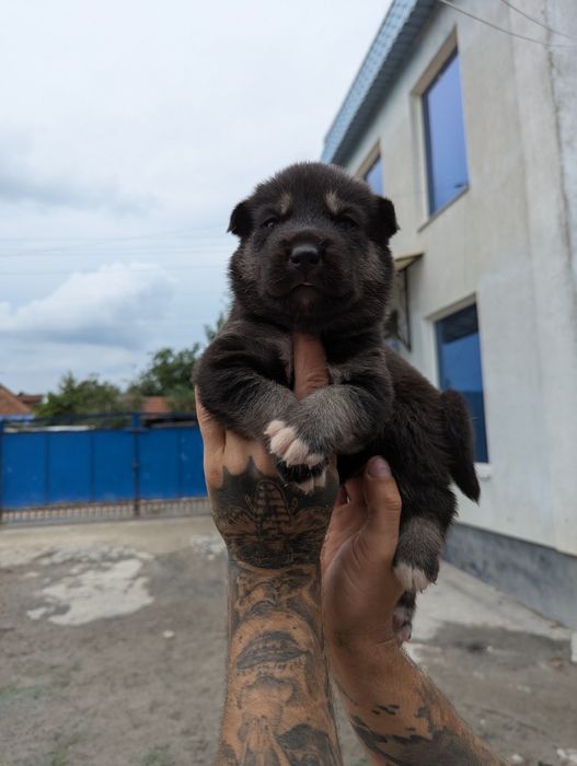 Хлопчик! Продаж!
