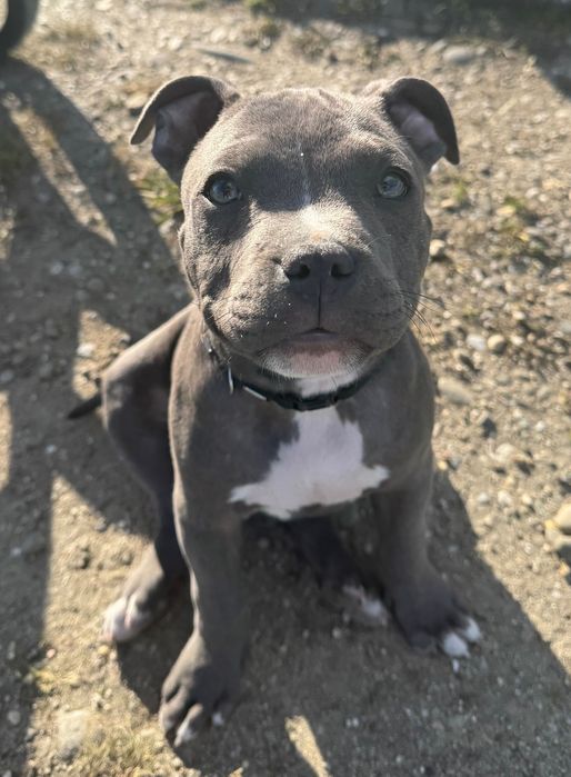 Szczeniak Amstaff