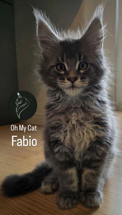Piękne kocurek Fabio MAINE COON