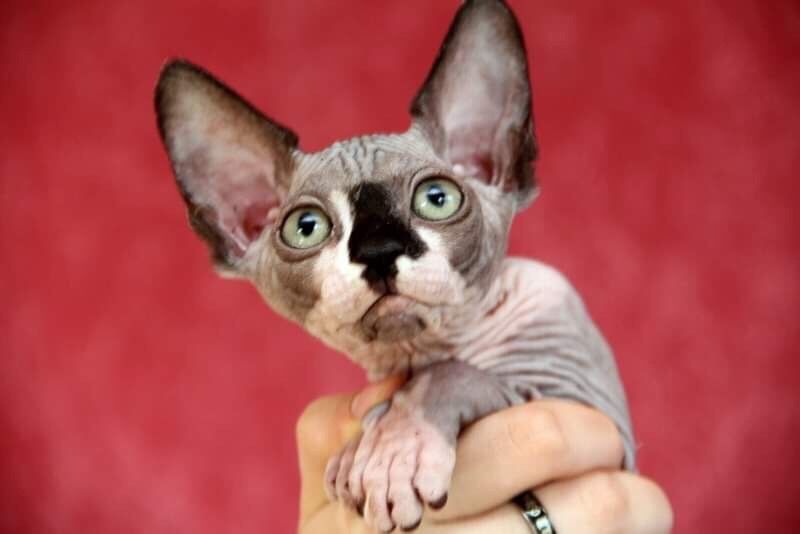 Котята для Выставки