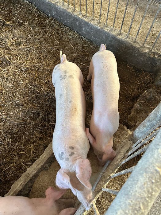 Prosiaki warchlaki Świnie