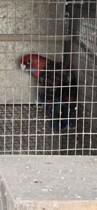 Rosela Penante Macho