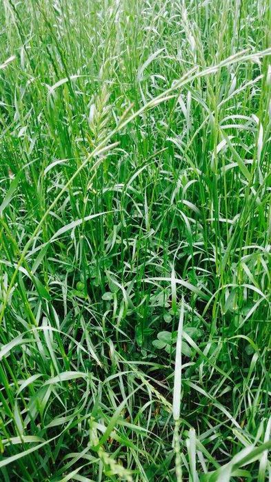 Mieszanka Gorzowska - wysoka jakość zielonki, mieszanka poplonowa