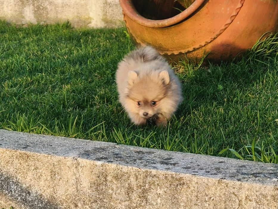 Spitz alemão anão menina