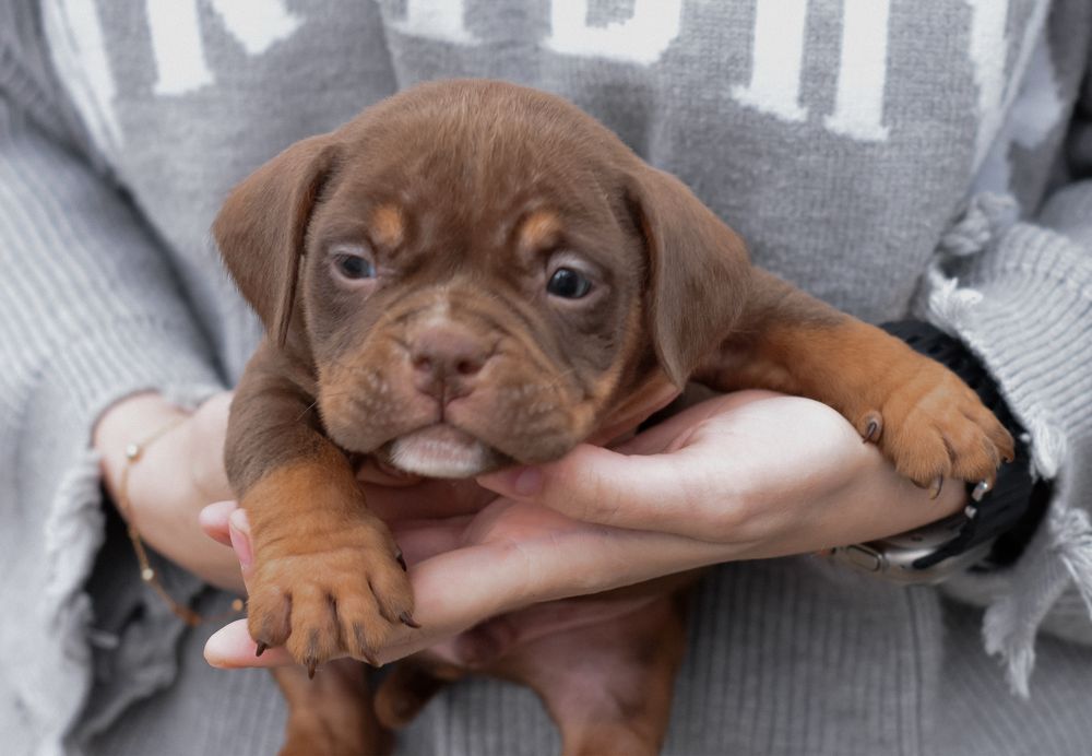 American bully pocket