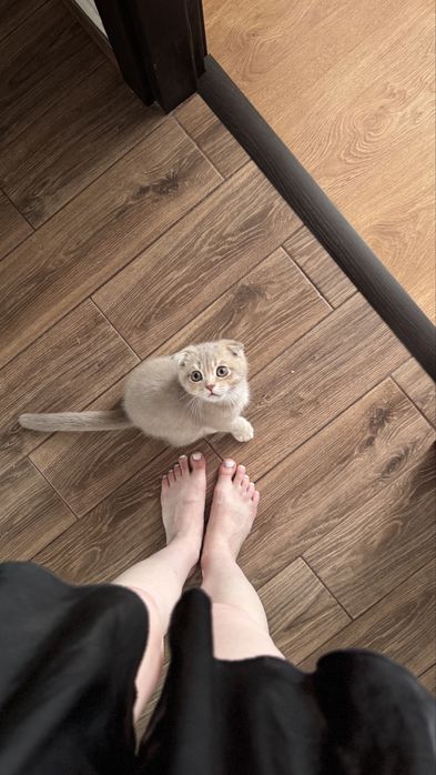 Вязка кота шиншила + британец