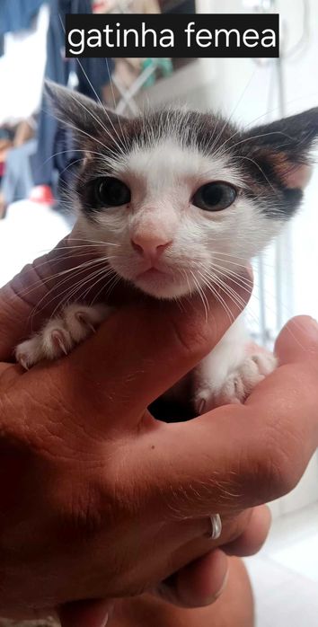 Gatinhos para adopção responsável
