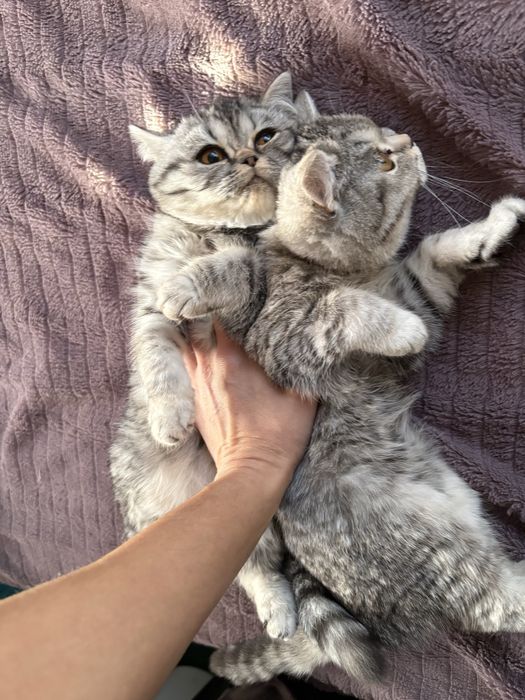 Британські короткошерстні дівчатка