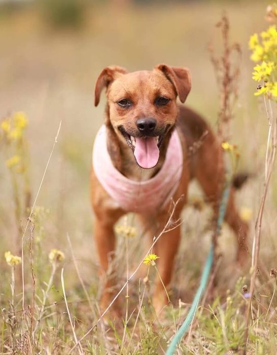 Nieduża, łagodna i naprawdę kochana sunia poleca się do adopcji