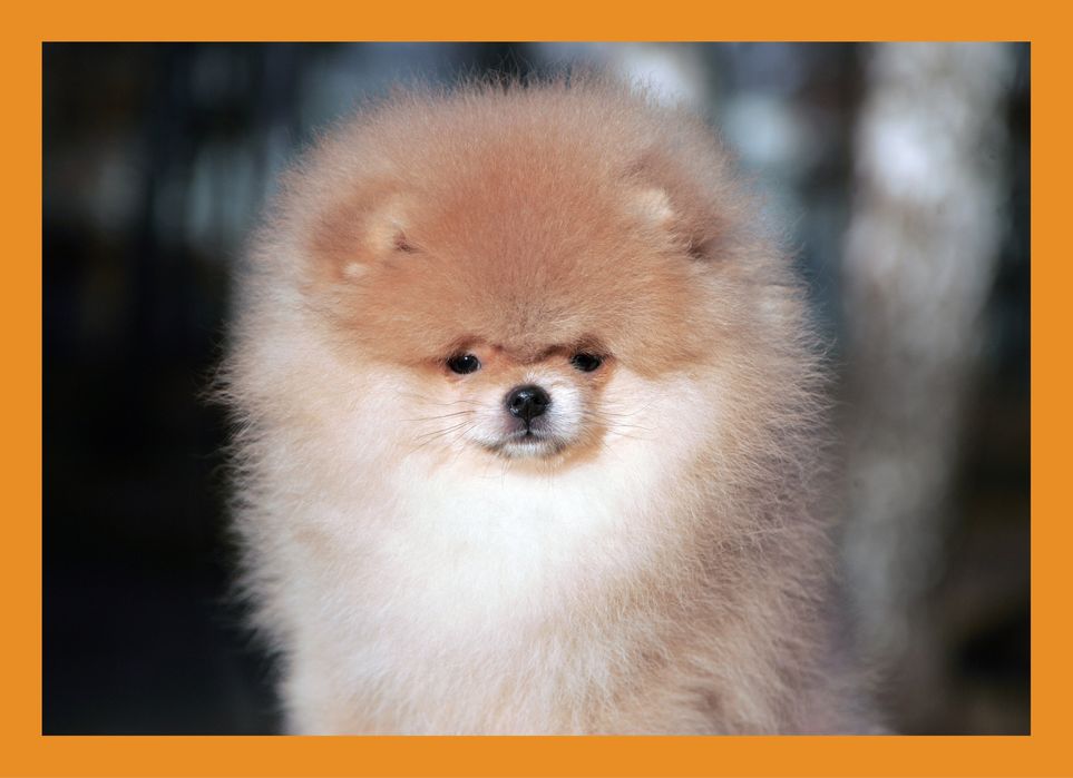 Мішка. КСУ. Померанець