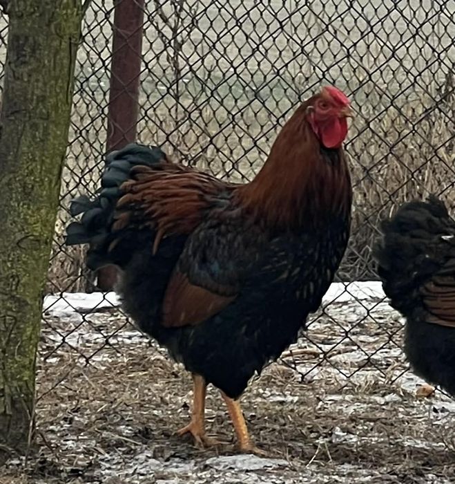 Koguty wyandotte olbrzymie