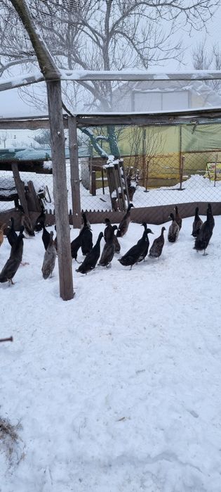 Индийский бегунок, утка несушка, милота для двора