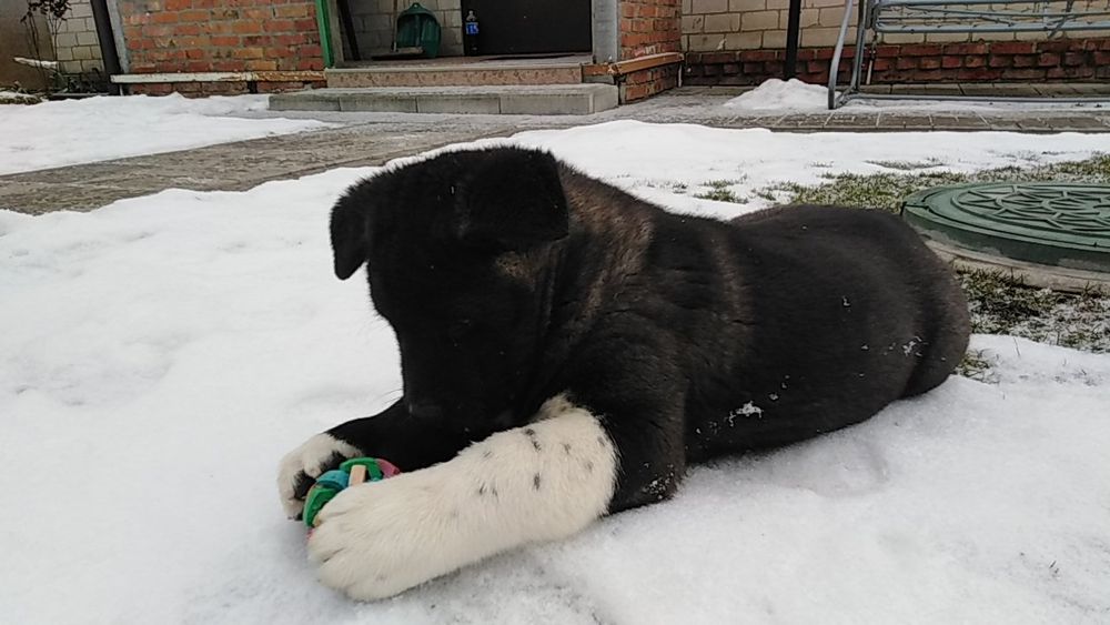 Акитосики из питомника