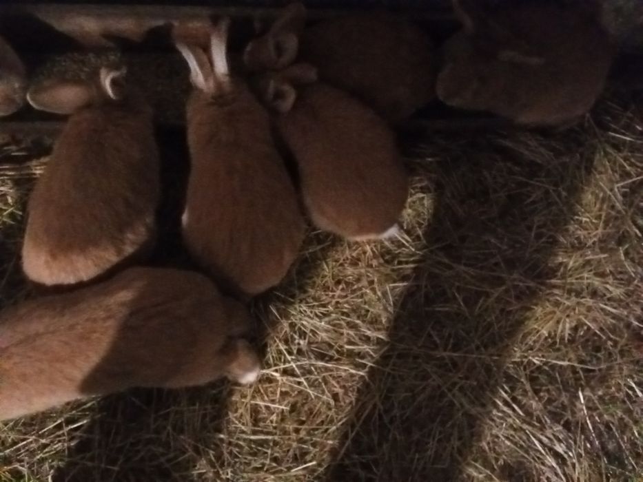 Króliki, samice, wiek 7-8 miesięcy