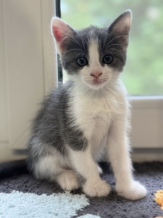котик кошеня киця кішка безкоштовно