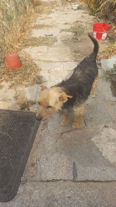 Cães meigos para doar