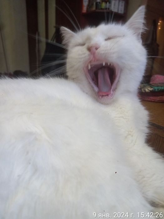 Віддам в добрі руки