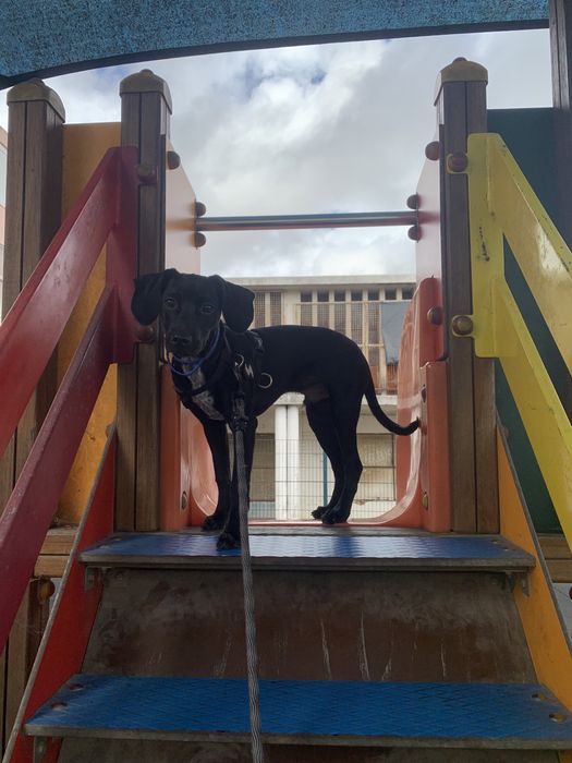 Petsitting/Catsitting/Dogsitting