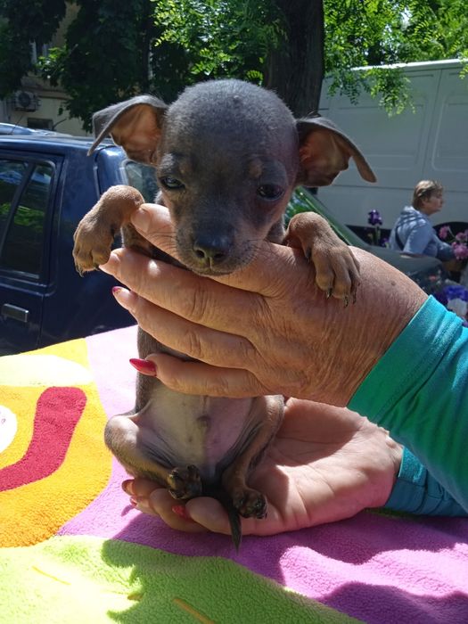 Той терьер  мини