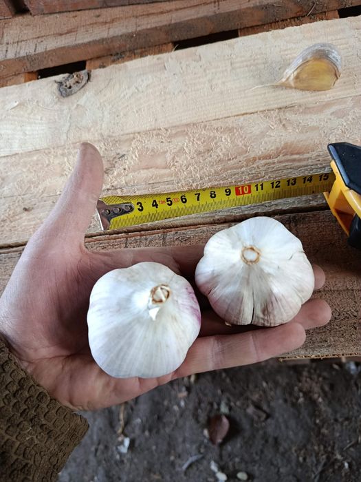 Продам часник сортів Москаль та Козак