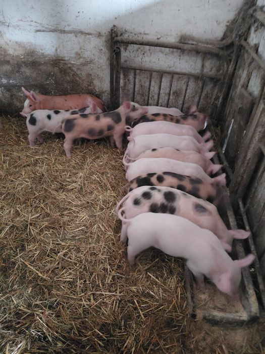 Малі поросята ДЮРОК 250 грн за кг