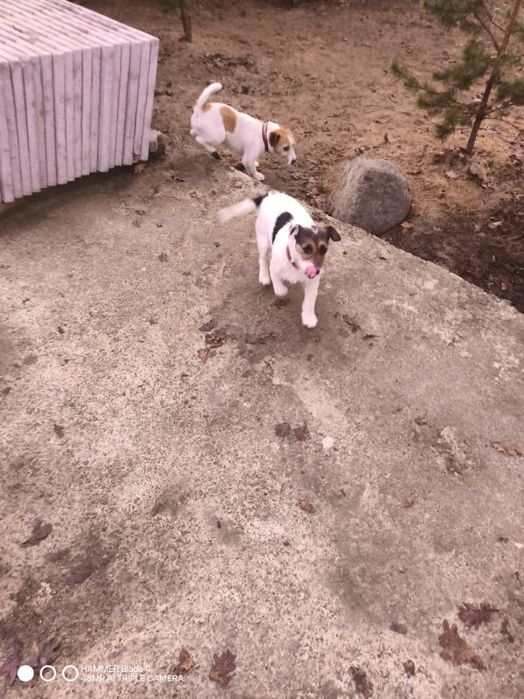 Oddam psy Jack Russell