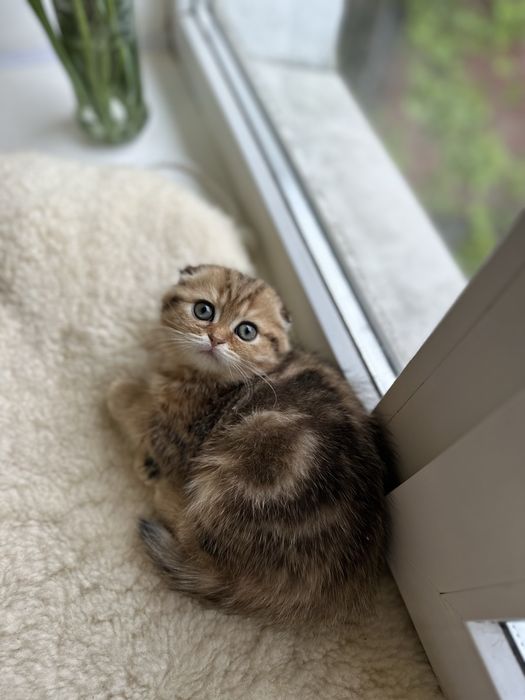 Шотландські кошенята