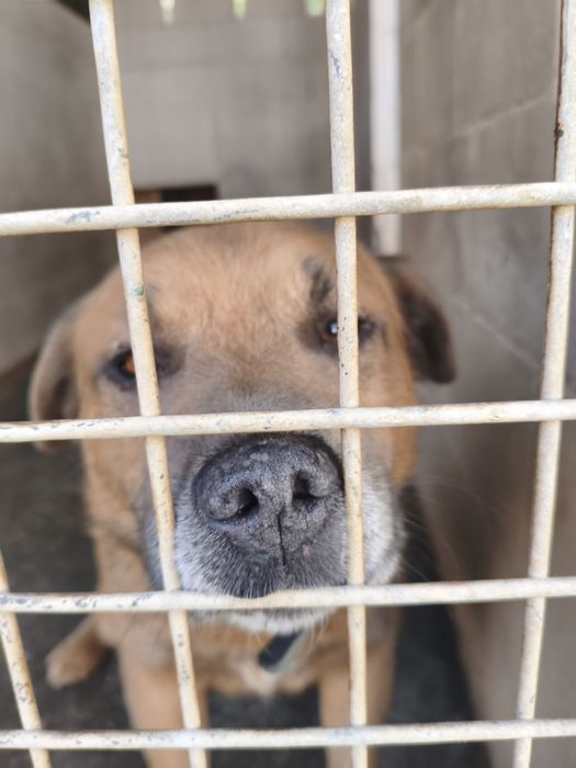 Piękny Biszkoptowy Blue amstaff, łagodny i przyjazny TTB