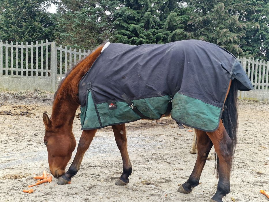 Derki padokowe z polarem 125,135,145