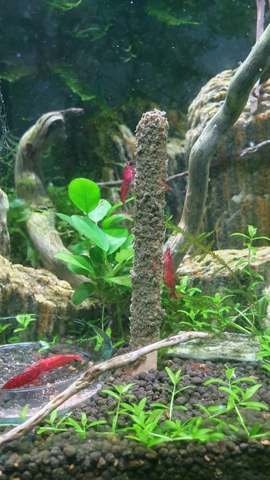 5x Shrimp lollies - dla krewetek