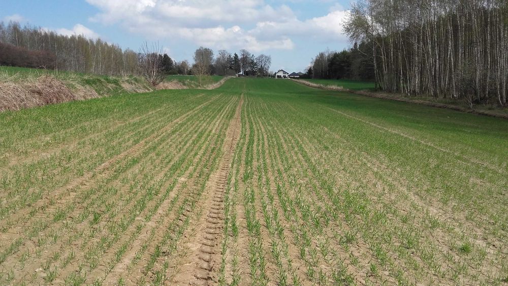 Dabrowica dzialka budowlana  1456 m². - Widok 4