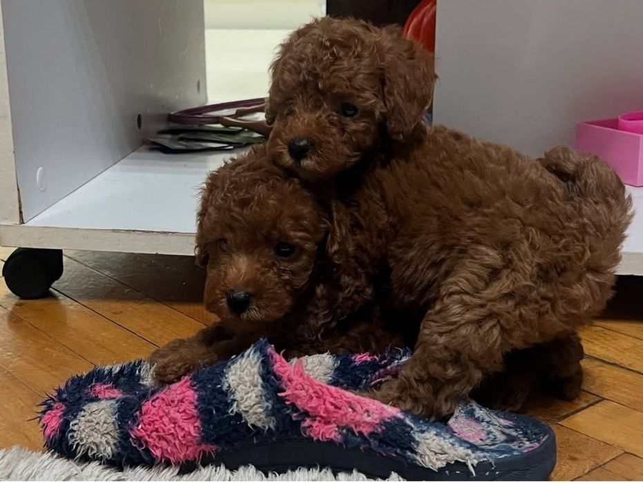 Хлопчики той пудель    Ред Браун