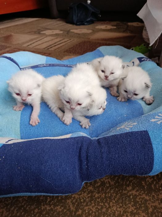 Продам шотландських котят окрас колор -пойнт