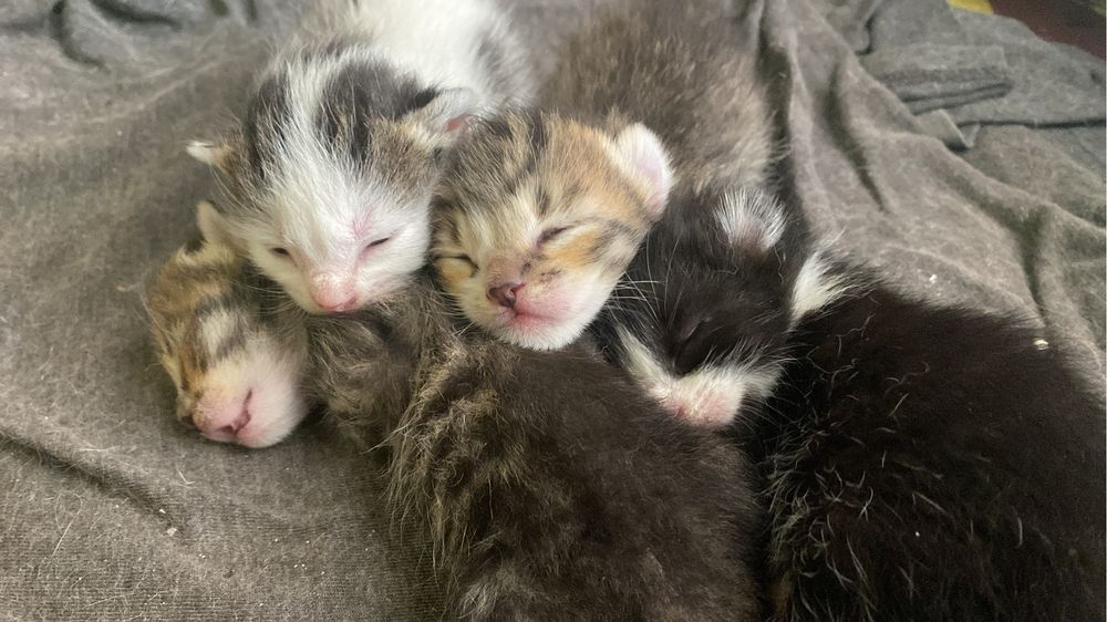 3 Gatas para Adoção