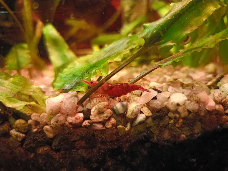 Krewetki Red Cherry