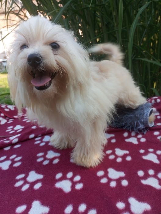 Maltipoo pół roczny