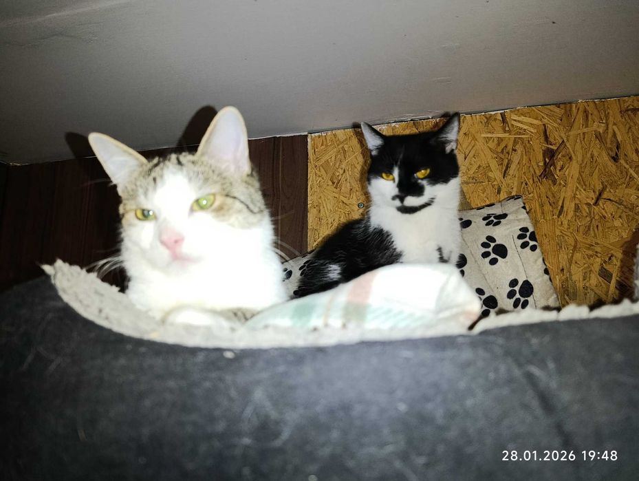 Dwaj bracia do adopcji..