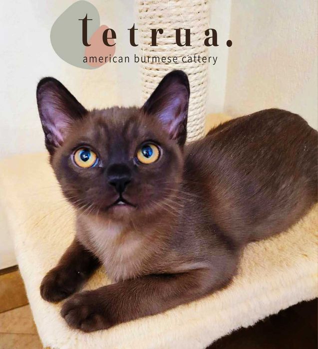 Настоящая кото-собака - американская бурма!!!