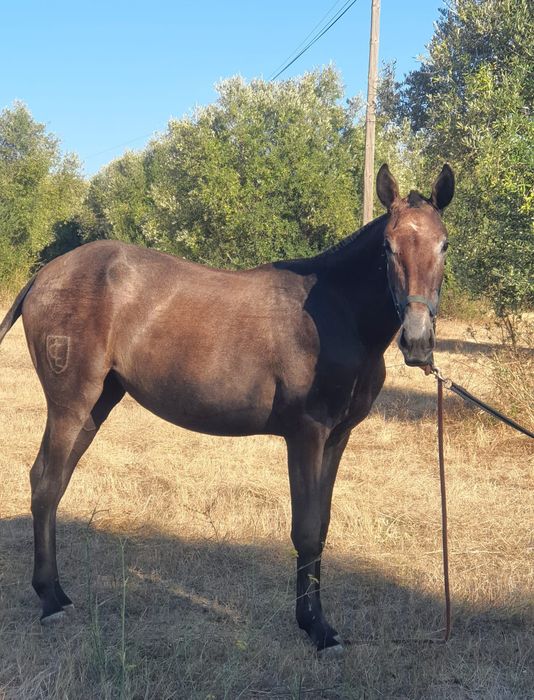 Belíssima poldra PSL ruça, Livro Azul Faz 2 anos a 25 de março